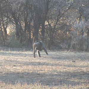 Chacma Baboon Namibia