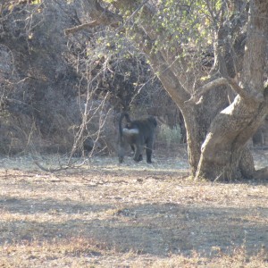 Chacma Baboon Namibia