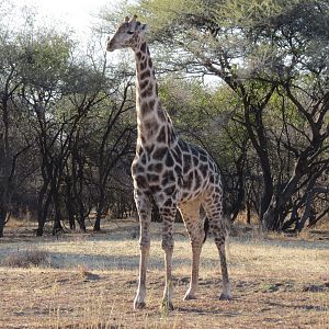 Giraffe Namibia