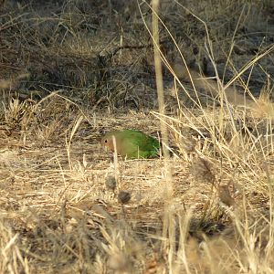 Love Bird Namibia