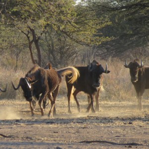 Black Wildebeest Namibia