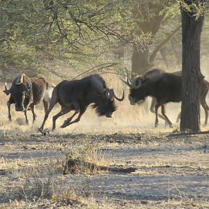 Black Wildebeest Namibia