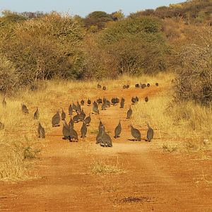 Guineafowl Namibia