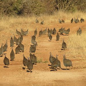 Guineafowl Namibia