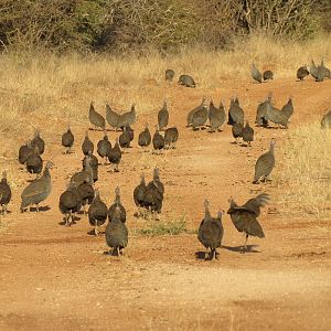 Guineafowl Namibia