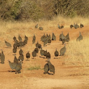 Guineafowl Namibia