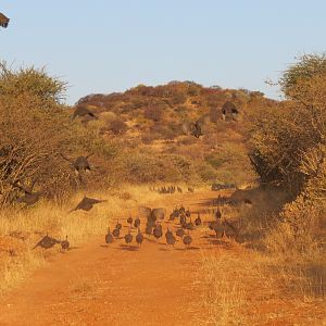 Guineafowl Namibia