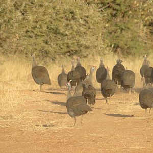 Guineafowl Namibia