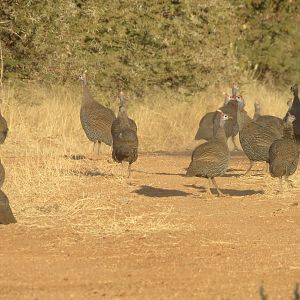 Guineafowl Namibia