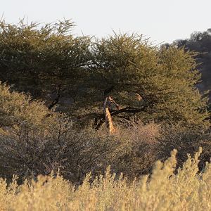 Giraffe Namibia