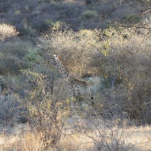 Giraffe Namibia