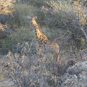 Giraffe Namibia