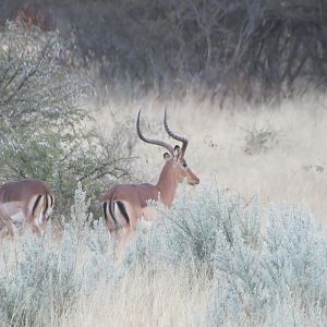 Impala Namibia