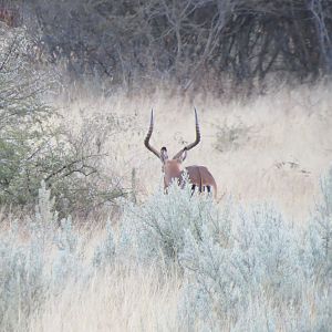 Impala Namibia