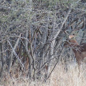 Impala Namibia