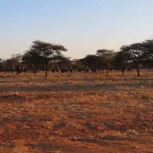 Ostrich Namibia