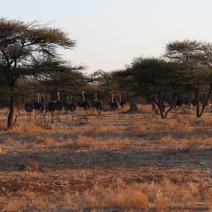 Ostrich Namibia