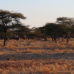 Ostrich Namibia