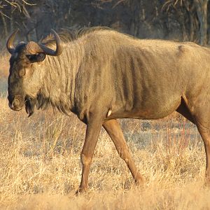 Blue Wildebeest Namibia