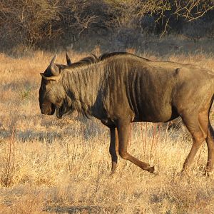 Namibia