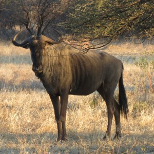 Blue Wildebeest Namibia