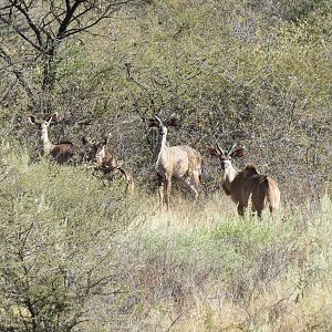 Kudu Namibia