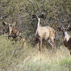 Kudu Namibia