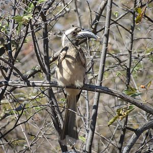 Bird Namibia