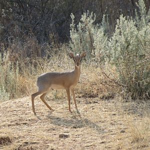 Damara Dik-Dik Namibia