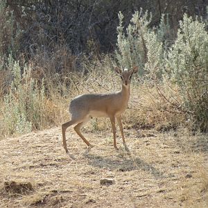 Damara Dik-Dik Namibia