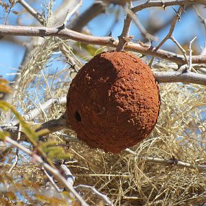 Wasp Nest Namibia