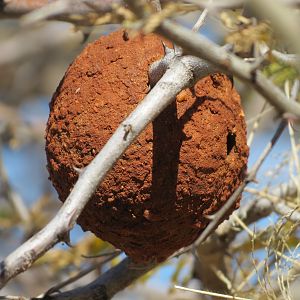 Wasp Nest Namibia