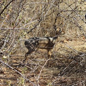 Damara Dik-Dik Namibia