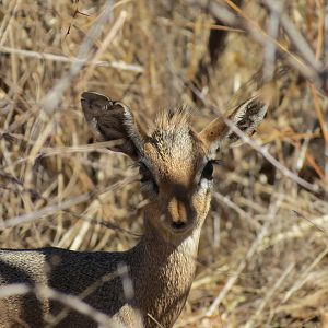 Damara Dik-Dik Namibia