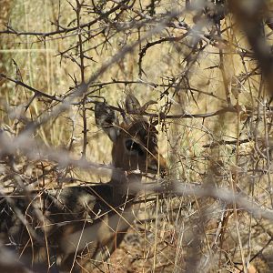 Damara Dik-Dik Namibia