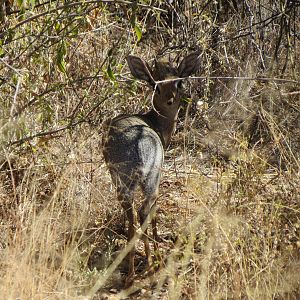 Damara Dik-Dik Namibia