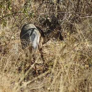 Damara Dik-Dik Namibia