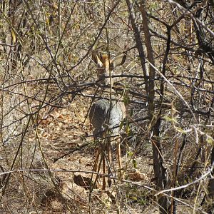 Damara Dik-Dik Namibia