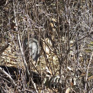 Damara Dik-Dik Namibia