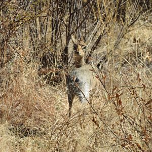 Damara Dik-Dik Namibia