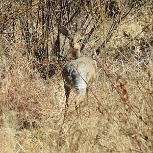 Damara Dik-Dik Namibia