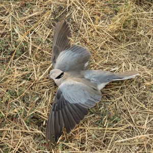 Dove Namibia