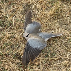 Dove Namibia