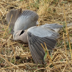 Dove Namibia