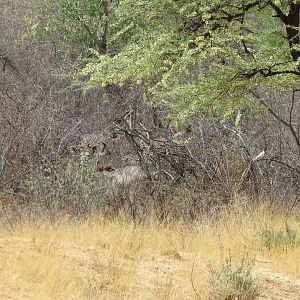 Kudu Namibia