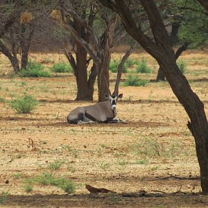 Gemsbok Namibia