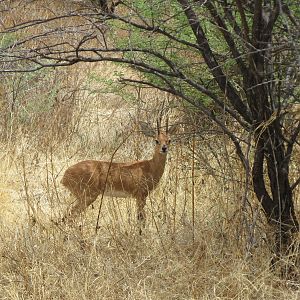 Steenbok Namibia