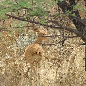 Steenbok Namibia