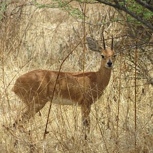 Steenbok Namibia