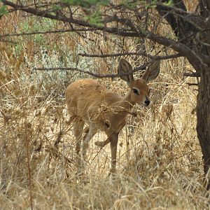 Steenbok Namibia